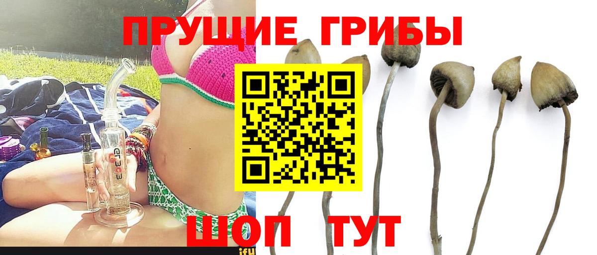 Псилоцибиновые грибы мицелий Пугачёв